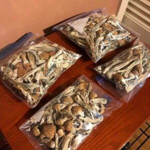 Magic Mushrooms